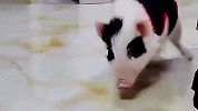 猪能有什么烦恼，为啥眼神这么忧郁