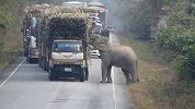 泰国大象的待遇有多好，公路上逼停大货车，司机还要交“过路费