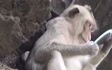 臭美不是人类的专属：猴子照镜子  沉迷自己的美貌无法自拔