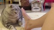 猫：把你的臭脚拿开好吗，想熏死猫啊