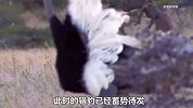 三只猎豹偷袭鸵鸟夫妇，雄鸵鸟为了活命，竟然让媳妇当替死鬼