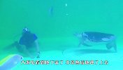 潜水员清洁地面，海龟：要帮忙不？下一秒笑翻了
