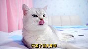 小猫咪过生日，许的愿望竟然是让妹妹消失