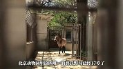 现存唯一野生马种，北京动物园有1只，珍稀程度堪比大熊猫