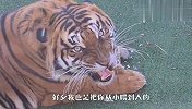 家养的老虎能不能养熟？主人偷看老虎进食，下一秒太意外