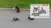 搞笑-20120319-某S解说-警察追捕现场血腥暴力！