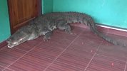 3米长巨鳄趴斯里兰卡村民家门口不走，激烈反抗、龇牙打滚拒捕