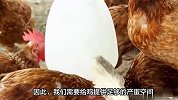 养鸡养蛋的常见问题，如何有效预防鸡吃蛋？