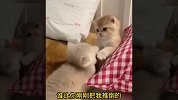 盘点11个小猫咪的有趣瞬间，猫咪在手上睡觉才踏实