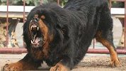 骑车女子被不牵绳藏獒吓得撞墙致高位截瘫 犬主被判赔超百万
