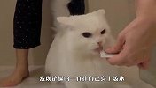 猫咪不愿洗澡，主人无奈使出一招，场面笑爆了