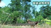 苍鹰捕杀鸡仔，却被母鸡当场发现，一顿暴揍到墙根