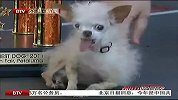 第23届“世界最丑的狗”出炉-6月27日