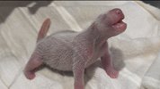 喜讯！又一熊猫宝宝在日本诞生 熊猫母子平安
