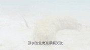 日本小伙在处理海参时，其内脏出一阵痉挛！给小伙吓了个够呛