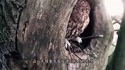 猫头鹰强行霸占松鼠洞穴，松鼠：给我滚，看完忍住别笑！