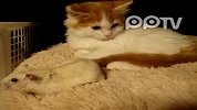 猫鼠共处？！和仓鼠做朋友的喵星人