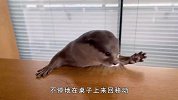 杂耍大师遇到干饭大师！这只水獭的生活，真让人羡慕