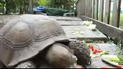当乌龟吃饭快进后 超有喜感的咧