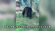大猩猩“上班”时间跟游客要烟抽，姿势娴熟很惬意？动物园回应