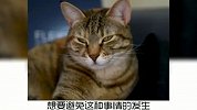 宠物冷知识：给猫咪绝育要演戏吗？奇怪的知识又增加了