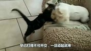 猫咪想要偷袭狗，刚伸出猫爪时，狗突然一个转头，猫的动作让人笑喷！