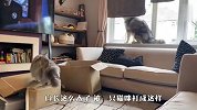 这阿拉也太怂了吧，被猫咪追在屁股后面打，场面笑爆了