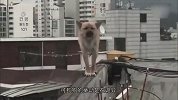 狗狗站在围墙上，不小心就掉下去了，背后的真相令人心酸