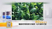 德国科学家培育天价蔬菜 1公斤菠菜5万欧