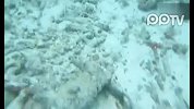 马尔代夫初次浮潜摄影