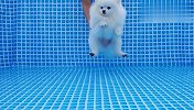 假装把博美扔进泳池，狗子会是啥反应？看完差点笑出眼泪