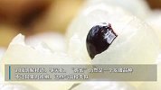 龙眼×荔枝=？世界首个龙眼与荔枝杂交新品种在广州诞生！