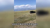 越野车赛里木湖毁草漂移，多人劝阻未果，景区：将索赔7-20万