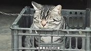 这只猫是战力天花板，你喜欢狸花猫？