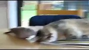 史上最贱的鸽子 这只猫被弄得快哭了