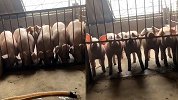 成精了！5头猪饿极合作拱铁门“越狱” 养殖户：4年多第一次见