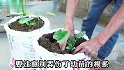 沉浸式种植蒲瓜，方法简单易学，两个编织袋就能种出十几斤蒲瓜！
