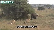 500公斤的水牛被狮群包围，狮子却不敢和他对抗，这是为什么？