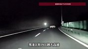 “猛虎”闯高速！牡丹江一高速公路惊现东北虎，当地回应