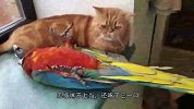 猫咪正在发呆，不料鹦鹉“病发”，下一秒猫的反应让鹦鹉傻眼了！