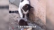 老鼠仗着身形巨大，在橘猫眼皮下觅食