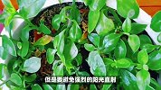 牡丹吊兰的养殖方法和注意事项