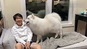 主人故意不理萨摩耶，狗子气炸了，接下来的举动笑岔气了