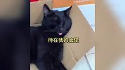 小猫被店主救治投喂，20天后小猫叼老鼠报恩，店主尖叫：我不要