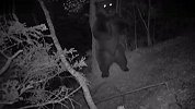 搞笑动物！森林黑熊的夜生活