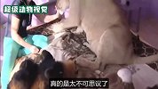 把狮子当宠物来养，没想到狮子突然攻击人，吓坏在场所有人
