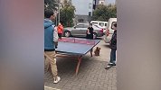 不要笑！这是一个热爱乒乓球的泰迪 当球掉到它嘴里的时候