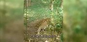 男子被猎豹咬住屁股，竟顺其坐下去，猎豹被一屁股坐懵了