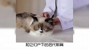 关于猫咪的冷知识，你知道几个？