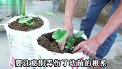 沉浸式种植蒲瓜，方法简单易学，两个编织袋就能种出十几斤蒲瓜！